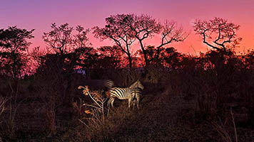 Zebre e impala al Kruger dopo il tramonto